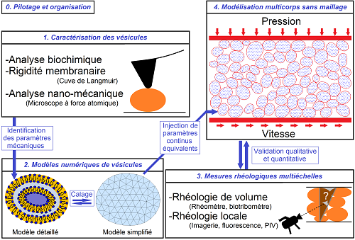 Fig1